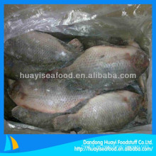 Tilapia de pescado congelado de alta calidad